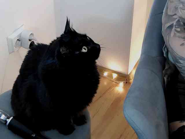 Xenthis webcam