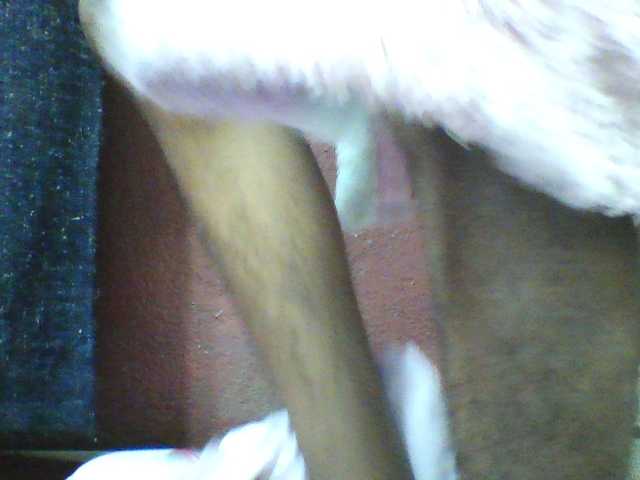 seths
