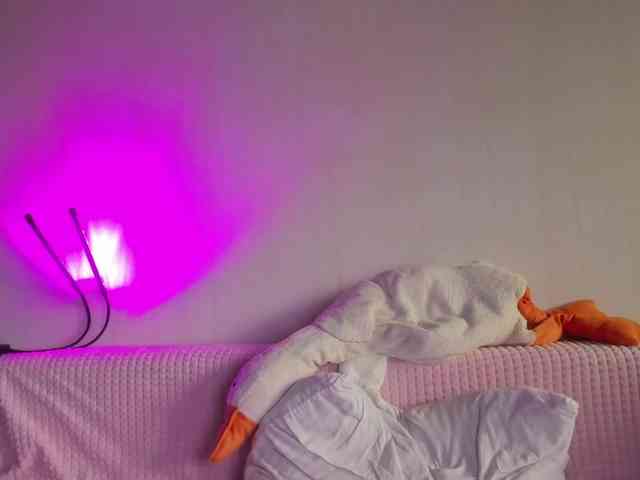 may-flower webcam