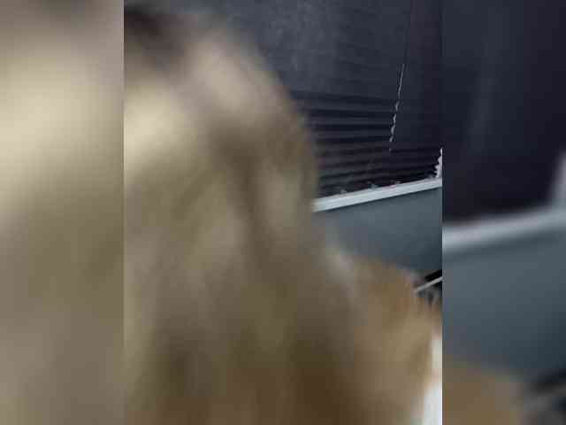 Eva_Kit webcam