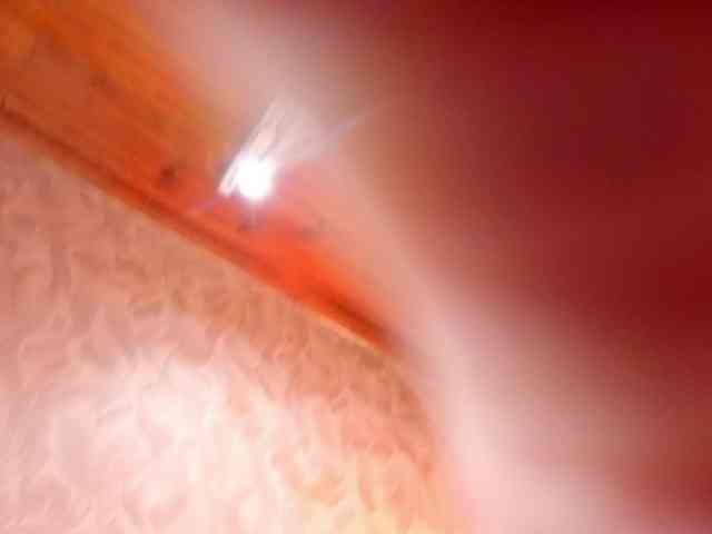 MadelineDollx webcam