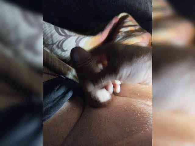 Chekin