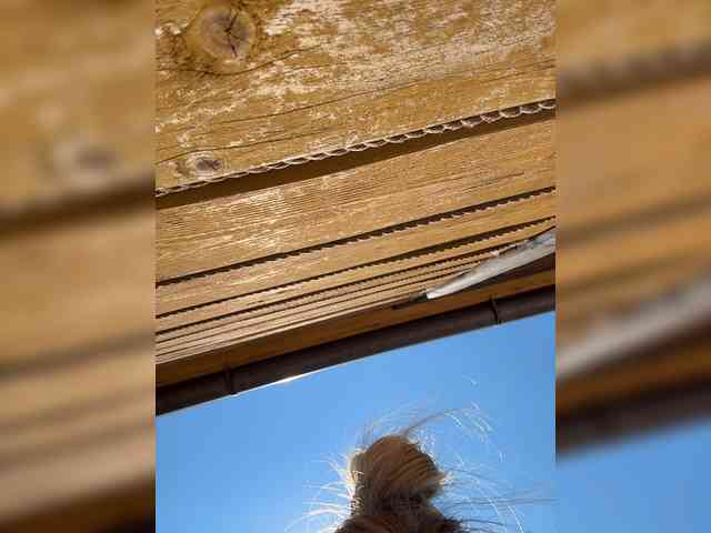Nestyzz webcam