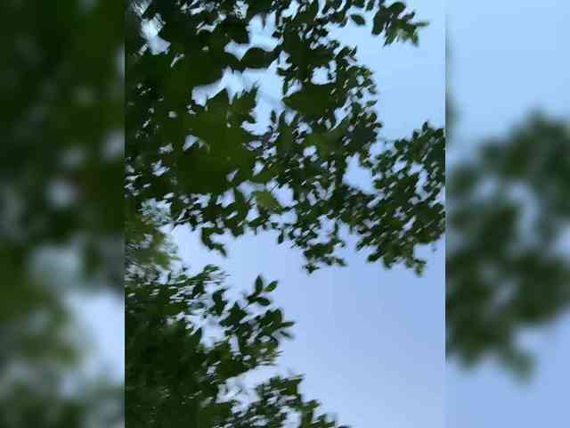 Nestyzz webcam
