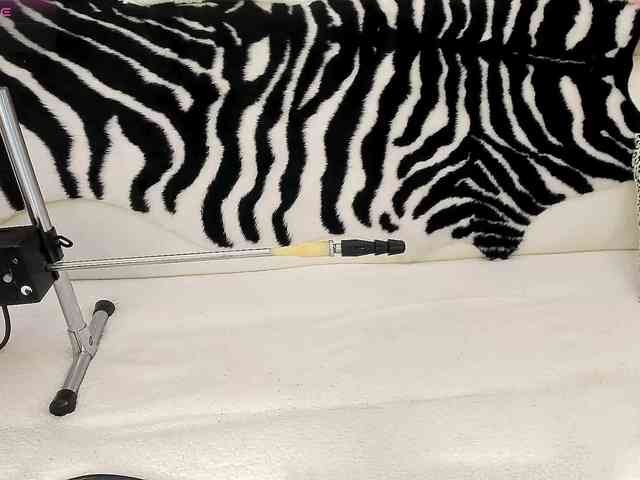 Maryellle webcam