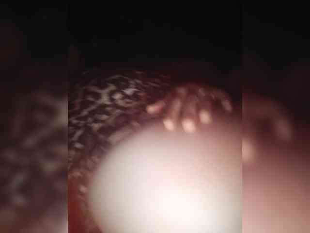 MissieLorrie