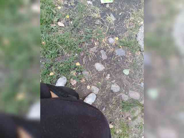 Metele6