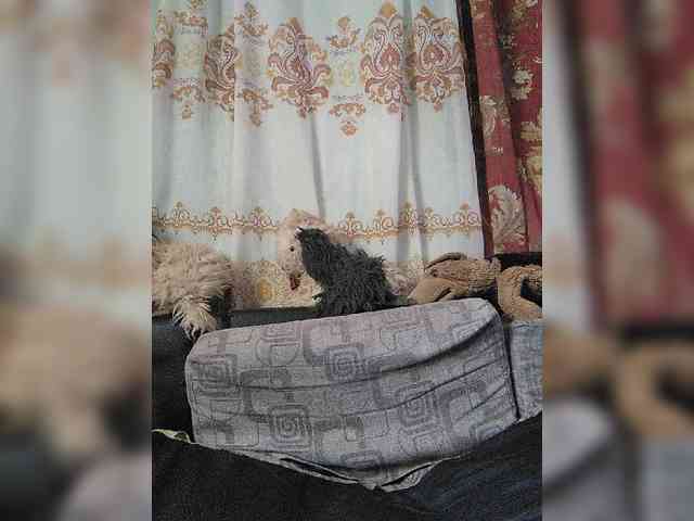chachacoquine webcam