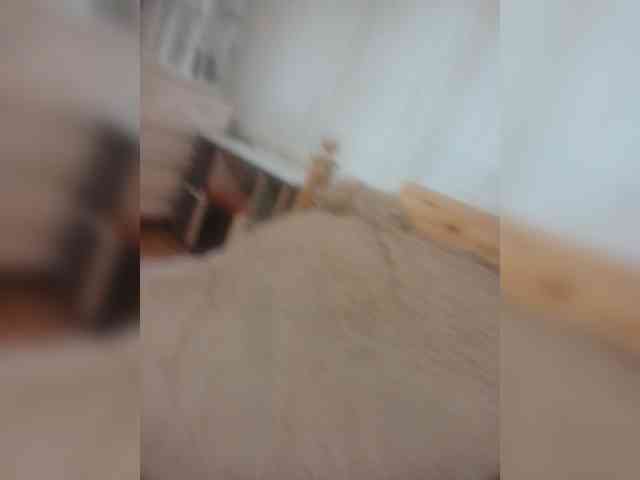 Djesikaa webcam