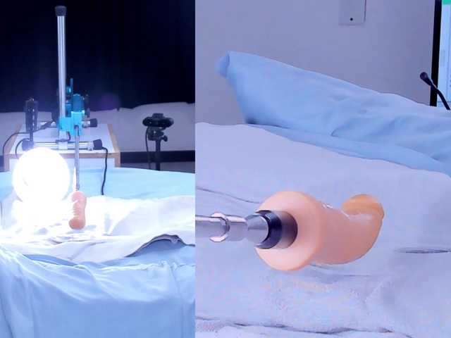 Amellia-rous