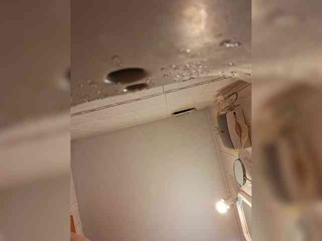 Leoncarpita webcam