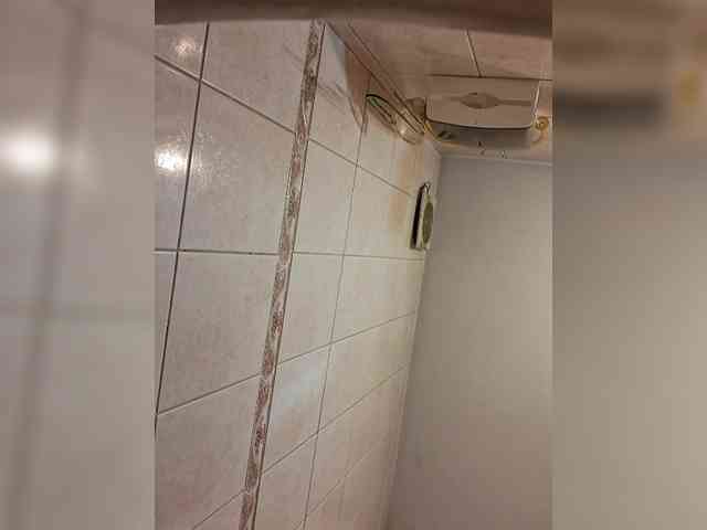 Leoncarpita webcam