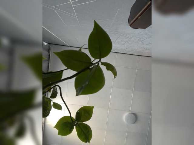 Danozka
