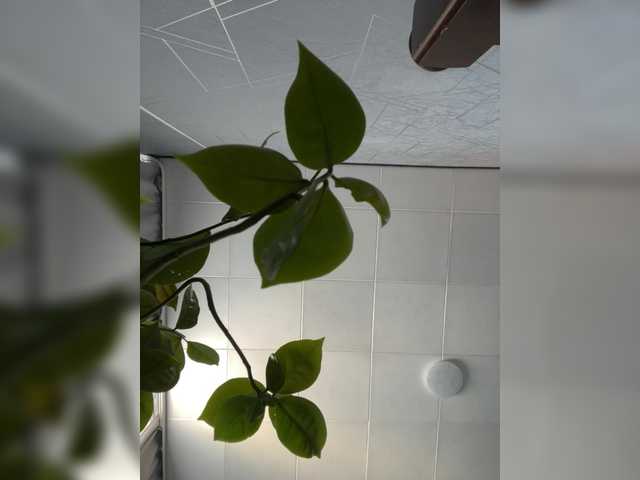 Danozka