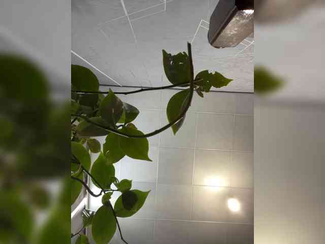 Danozka webcam