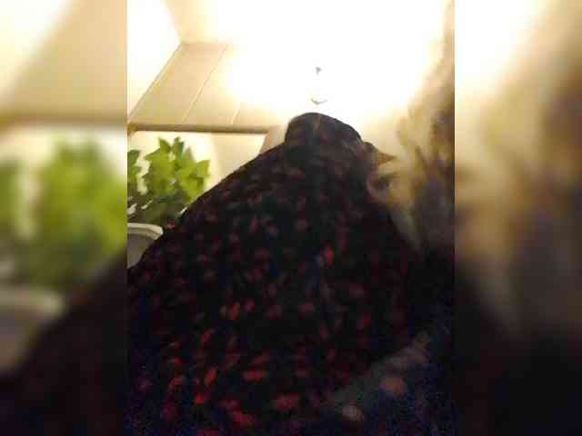 EVIL_TITS webcam