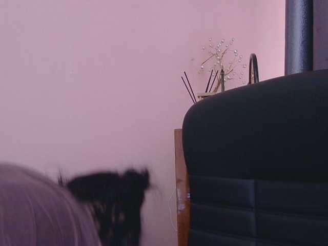Ornotores_wers live webcam show