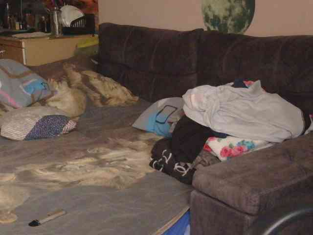 Ornotores_wers webcam