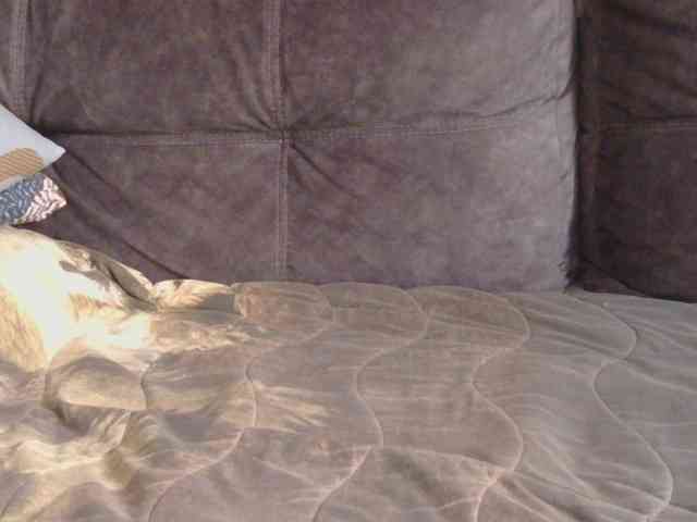 Ornotores_wers webcam