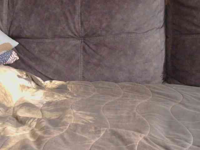 Ornotores_wers webcam