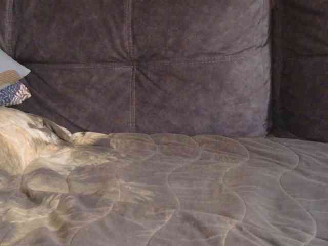 Ornotores_wers webcam