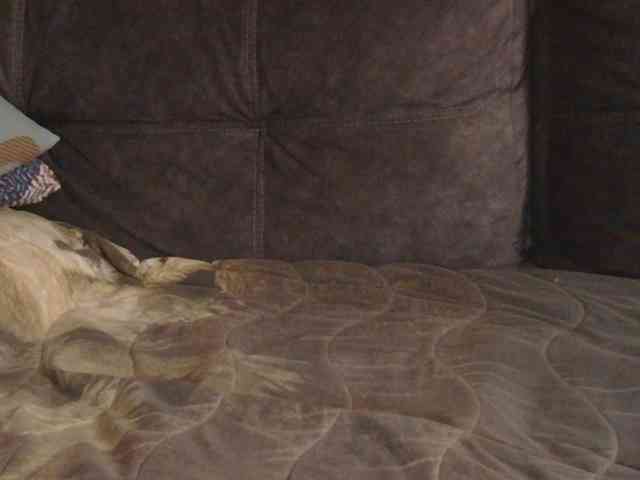 Ornotores_wers webcam