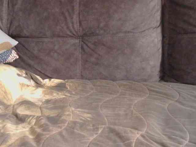 Ornotores_wers webcam