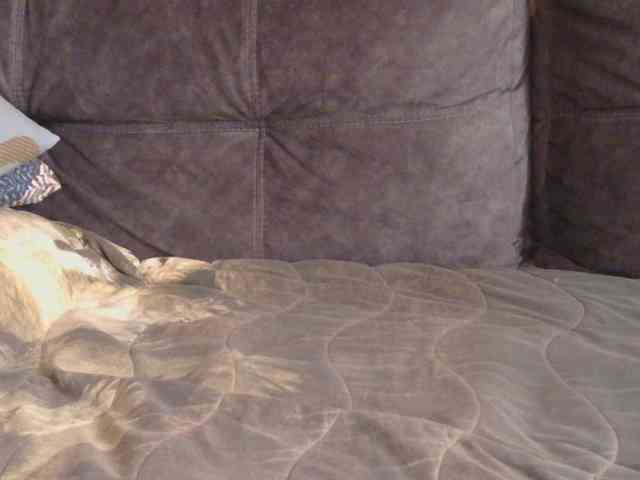Ornotores_wers webcam