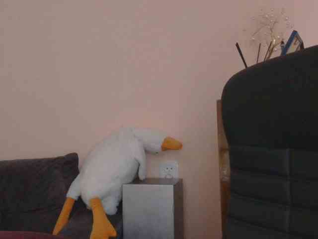 Ornotores_wers webcam