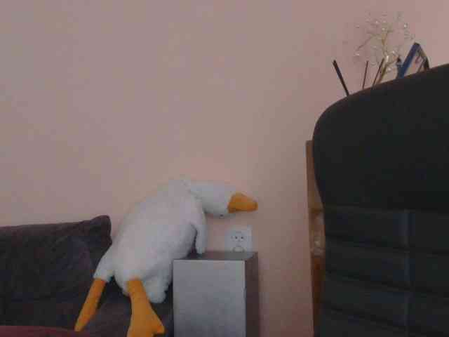 Ornotores_wers webcam