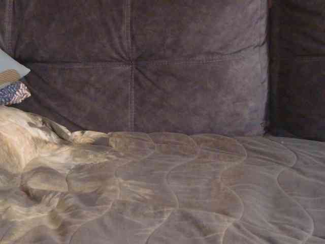 Ornotores_wers webcam