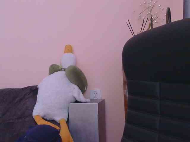Ornotores_wers webcam