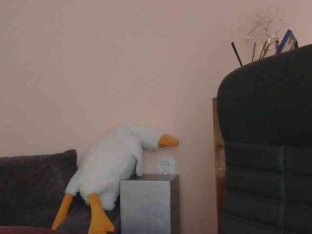 Ornotores_wers webcam