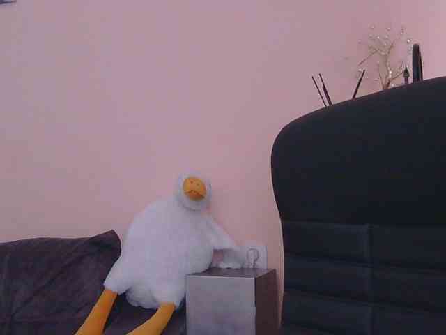 Ornotores_wers webcam