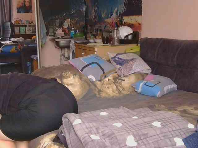 Ornotores_wers webcam