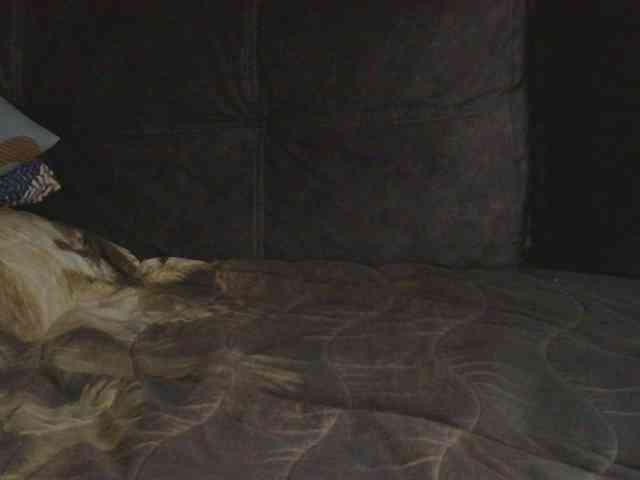 Ornotores_wers webcam