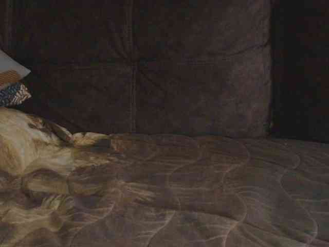 Ornotores_wers webcam