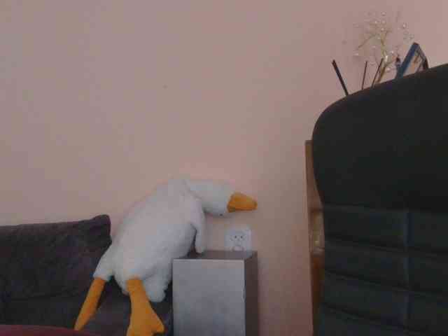 Ornotores_wers webcam