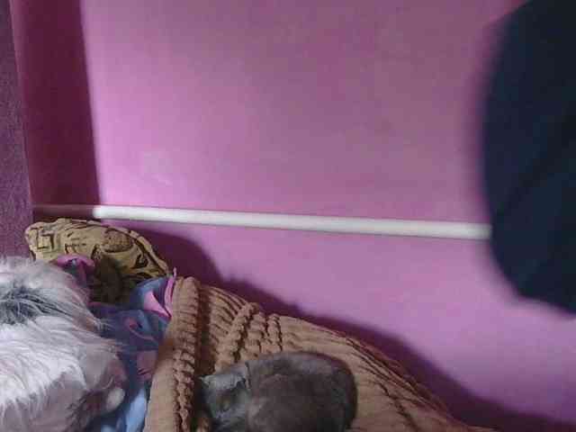 Ornotores_wers webcam