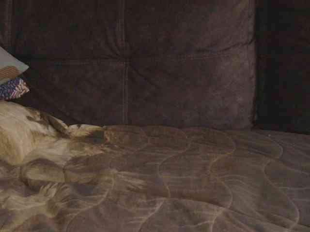 Ornotores_wers webcam