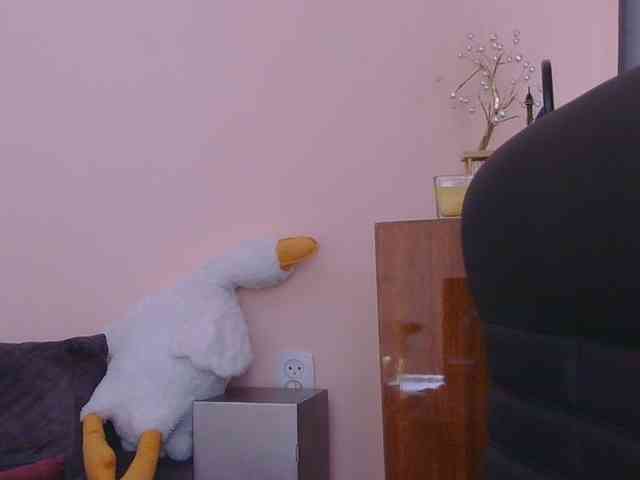 Ornotores_wers webcam
