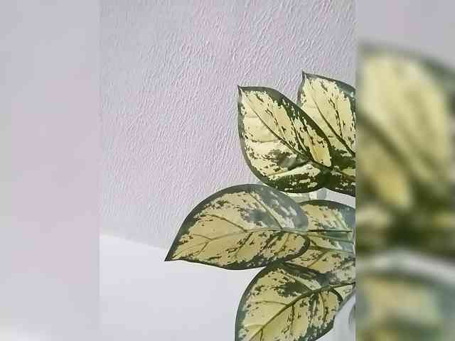 Angellx