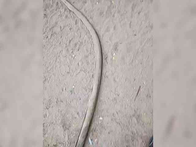 manbek manbek