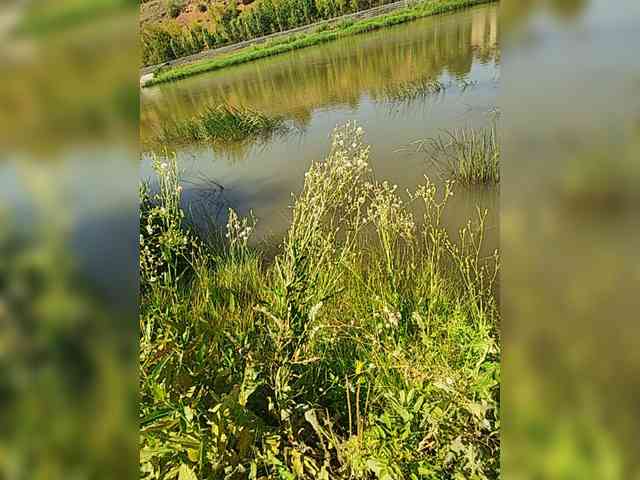manbek manbek