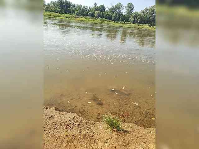 manbek