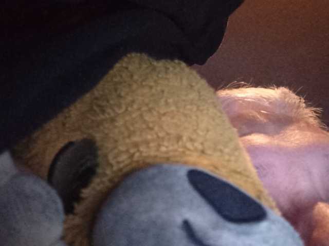 CuddleBear