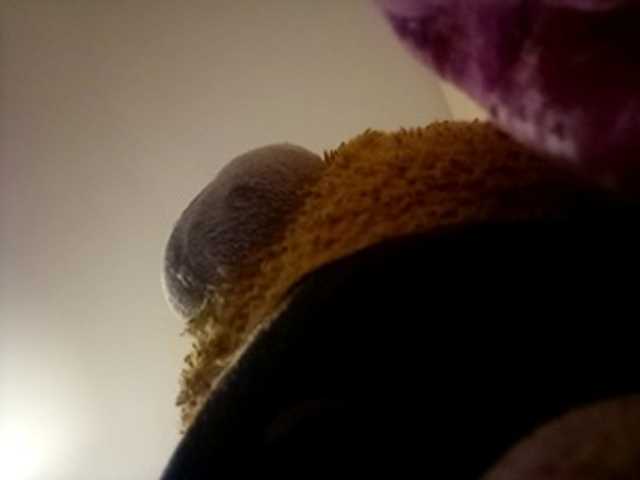 CuddleBear