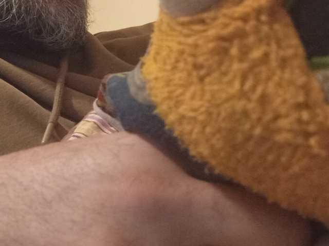 CuddleBear