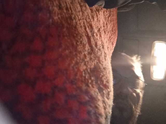 CuddleBear