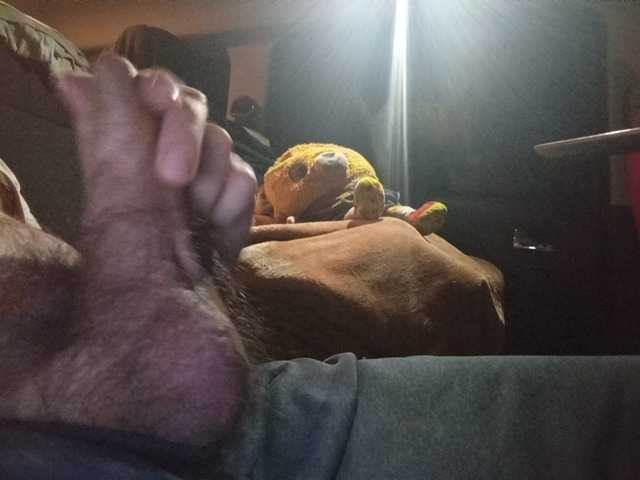 CuddleBear
